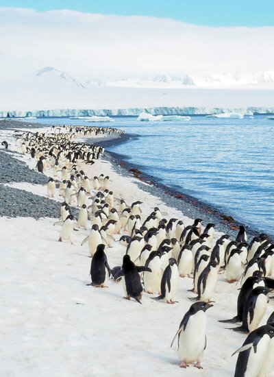 travel planning services for Antarctica