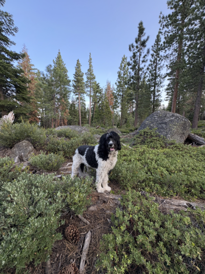 Bernedoodle in Tahoe City. Owner is the founder of a coaching businesses in Reno & Tahoe