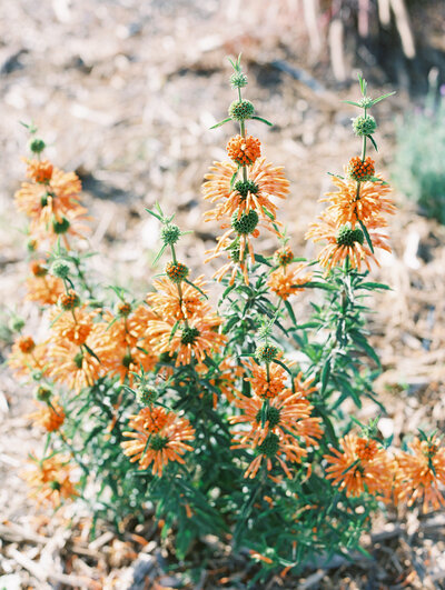 Some of the beautiful flowers that grow on the scenic natural grounds of Dos Pueblos Orchid Farm in Santa Barbara, by Megan Lynn the film photographer of My Sun and Stars Co.