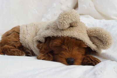 Red Australian Labradoodle Zenith