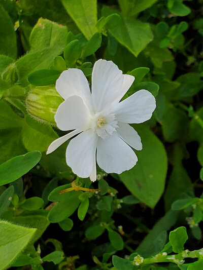 Jen Burghart Reiki 0000911_074307