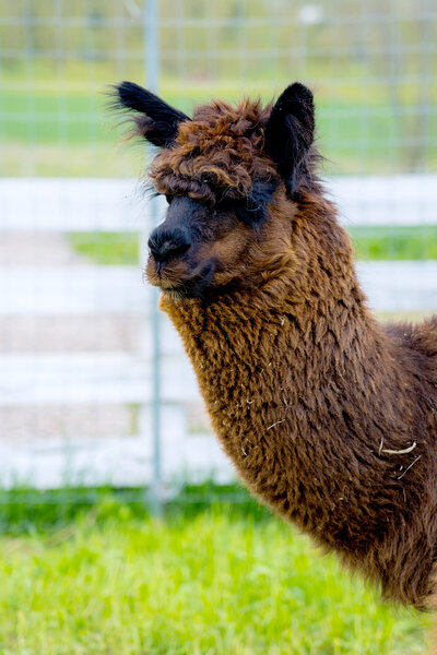 Alpaca and Llama Experience located in the Blue Mountains