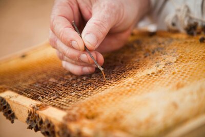 Honey Bee Exert Testing For AFB On A Honey Bee Frame