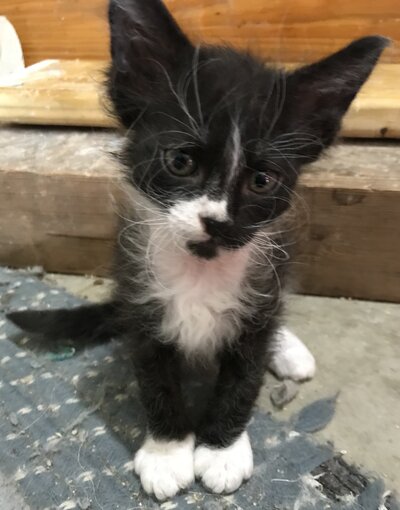 Available male