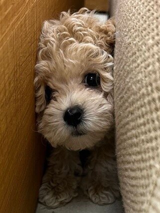 Maltipoo Puppy 