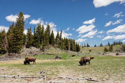 Buffalo grazing in Montana