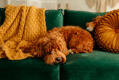 Australian Labradoodle Breeder in Vancouver 2