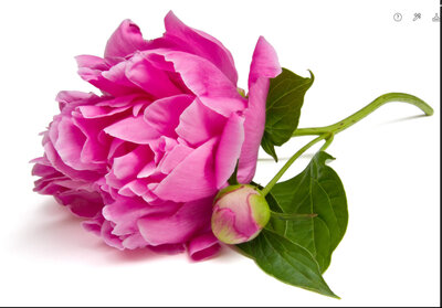 Copy of pink peony