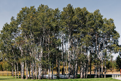 Aspen grove at Sky Ridge Ranch wedding venue in Ronan, MT