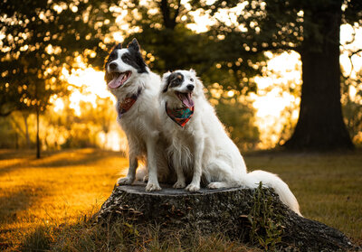 two border collies are sitting on a tree stump in a park during a golden hour photoshoot. Work by Duluth-based pet photographer Joanna of Paddle Paws Photography.