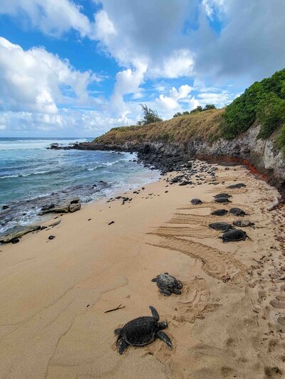 Green sea turtles resting on a sandy beach with rocky cliffs and ocean waves in Maui, Hawaii, United States ©Stephanie Dosch | theViatrix Luxury Travel