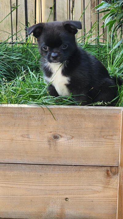 Pepper (3)