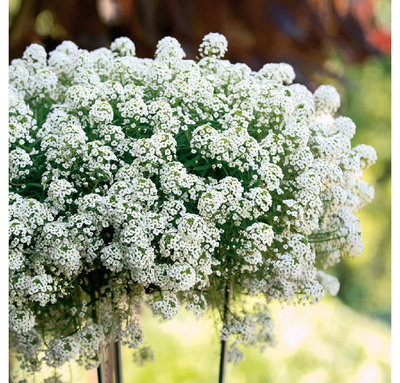 lobularia-snow-princess1_4