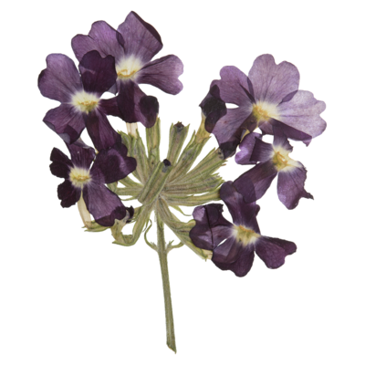 Dried purple flowers