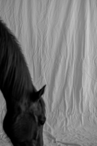 Black and white photograph of a horse in front of a cloth tapestry