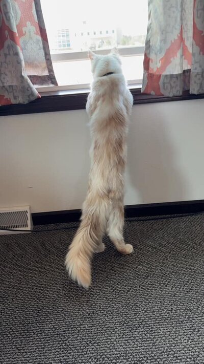 Large white and tan Maine Coon cat looking out window in Wisconsin.