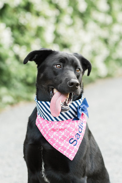 Black Labrador Dog wearing a pink scarf