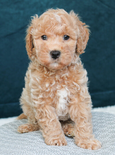 Phantom Adult Cavapoo Back and Tan