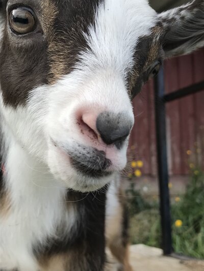 Small goat profile image for Animal Communication Course.