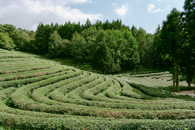 Spring editorial session photographed in the rolling green tea fields of Boseong, Korea by top luxury wedding destination photographer Michael Asmussen. Lush rows of matcha and soft light create a timeless setting for quiet romance and refined editorial storytelling.”  목가적인 보성 녹차밭에서 촬영된 봄 에디토리얼. 목적지 웨딩 포토그래퍼 마이클 아스무센이 담아낸 푸른 녹차밭과 부드러운 빛이 어우러진 고요하고 세련된 로맨스의 순간