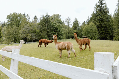 Allie, the Alpaca in Chateau Lill