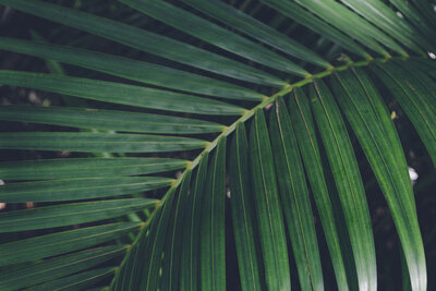 a close-up photo of a palm leaf