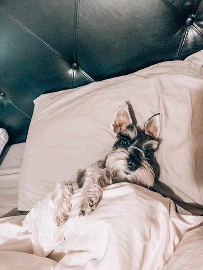 Jessica Nicole Photography's dog tucked in a bed.