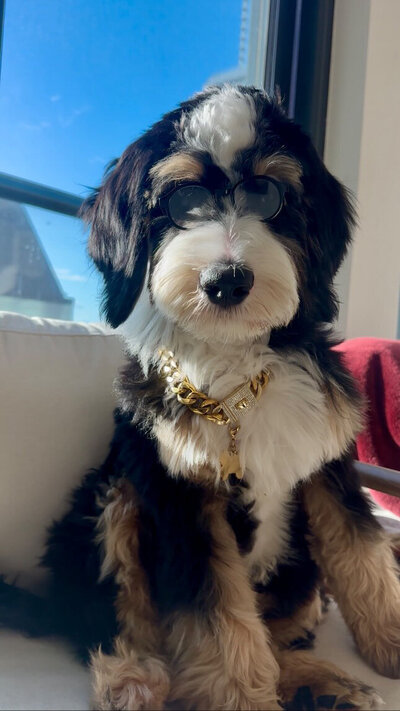 multigen bernedoodles