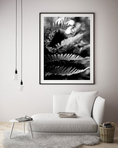 Niki-M-Photographic-Wall-Art-Ferns-Black-And-White