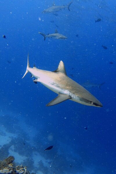 palau 1