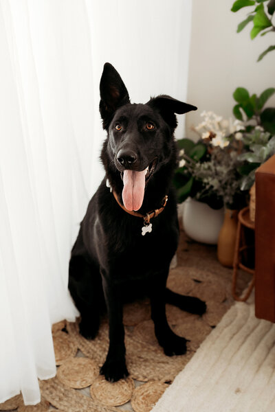 Ivy (5)