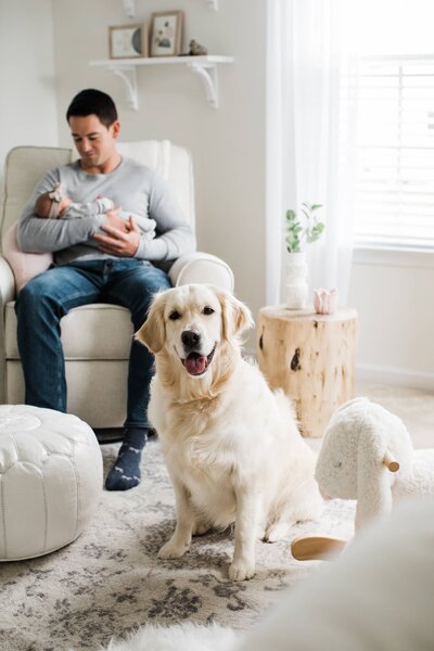 A golden retrieeker wearing a cap stands in the foreground of a living room with a Pittsburgh newborn photographer holding a baby in the background.