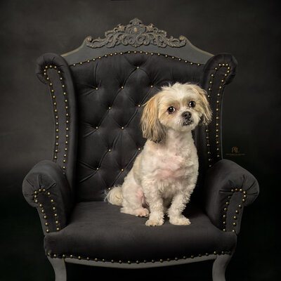 Capture your Maltipoo’s charm with our fine art pet photography services in Vancouver. This elegant portrait features a Maltipoo on a vintage chair, highlighting its unique personality. Book your session today for timeless artwork.