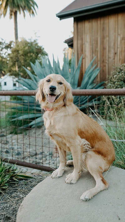 mama breeding dog at Little Retriever Ranch in Southern California