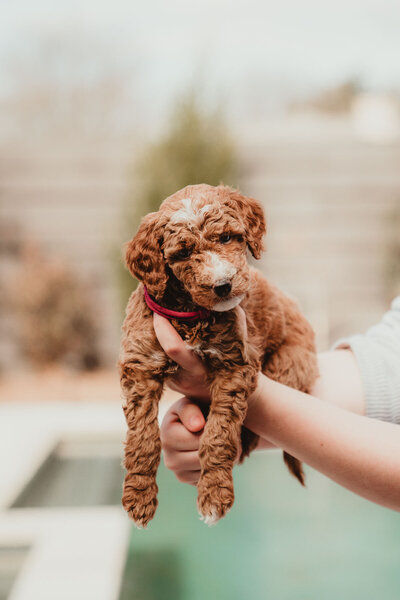 AKC Poodle Puppy-3
