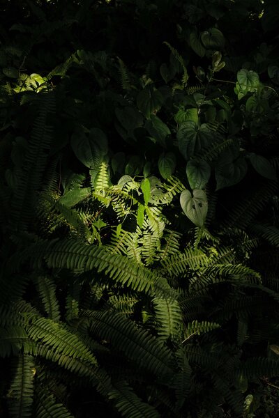 Plants in the jungle with sunlight on them