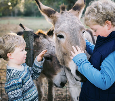 Brothers petting donkey during children and family session, outdoor fun