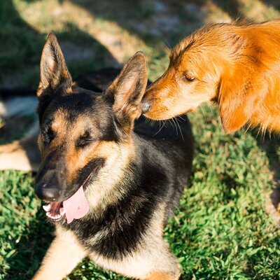 K&O Dog Training in Corona CA_0051