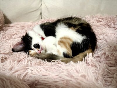 Samira, family photographer of Maë Lans Photography, with her calico kitten named Tango