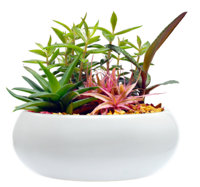 plant image good feng shui colors - rodika tchi website