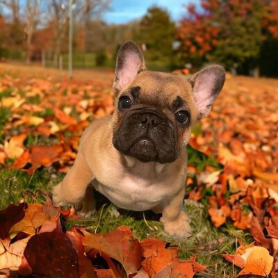 French bulldog puppy playing in the fall leaves in Tacoma Washington