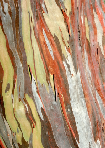 Natural dyeing expert kathryn davey