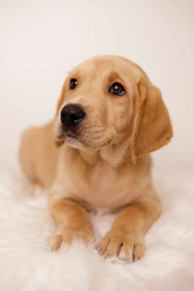 GIF of Labrador Retriever