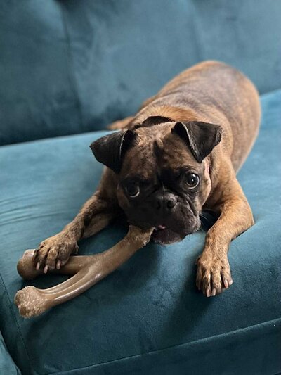 Buddy (3)