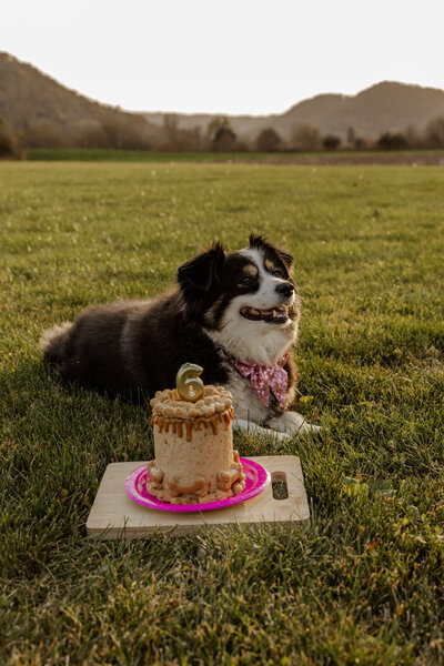Minnesota Photographer Pet Photos 
