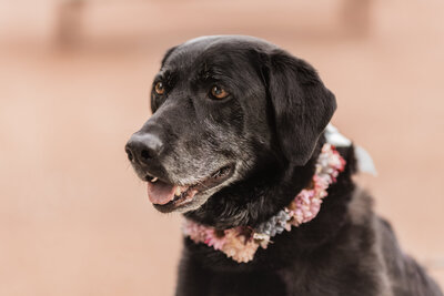 black lab with a floral collar around her neck