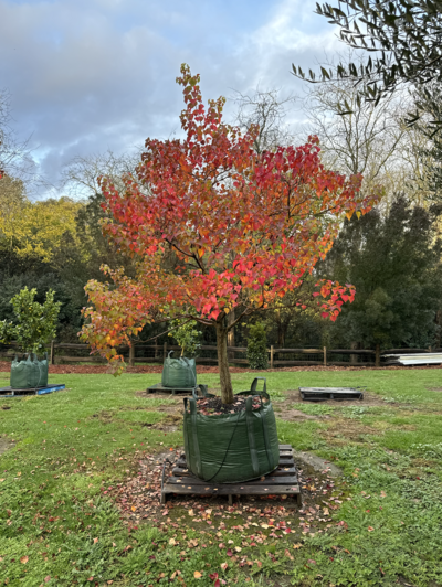 CHINESE TALLOW TREE Triadica sebifera