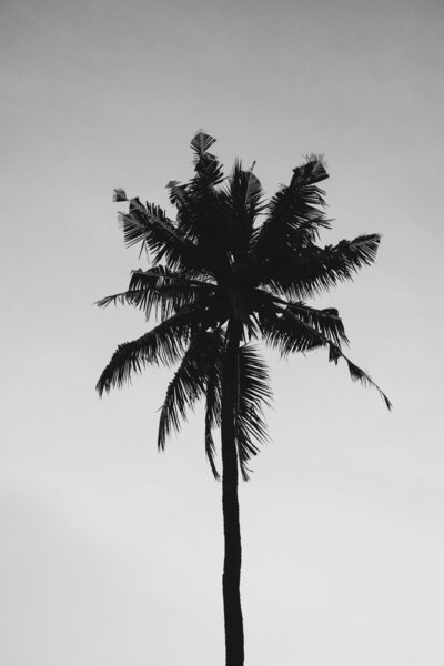 Black and white photo of a single tall skinny palm tree.