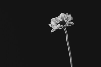 monochrome white flower