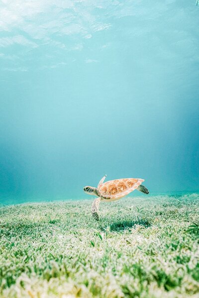 little sea turtle under the water